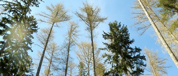 Blick in die Baumkronen